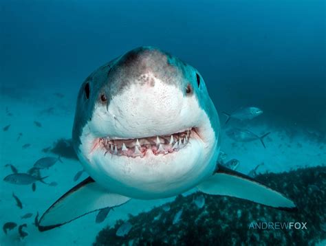 cute shark photos|happy shark photo.